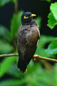 brown and black bird on tree branch