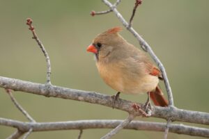 brown and orange bird on tree branch