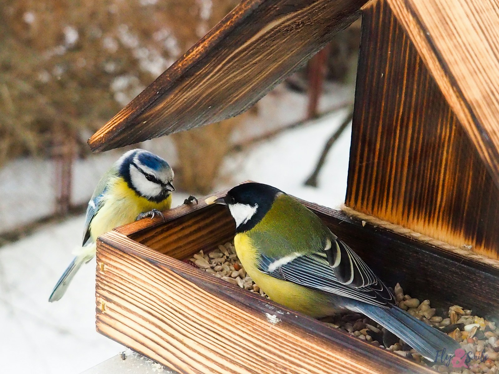 DIY Bird Feeder Delight!