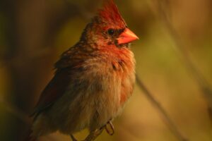 red and gray cardinal bird in selective focus photography