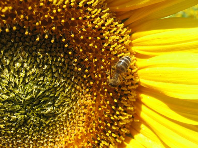 benefit of using insect house