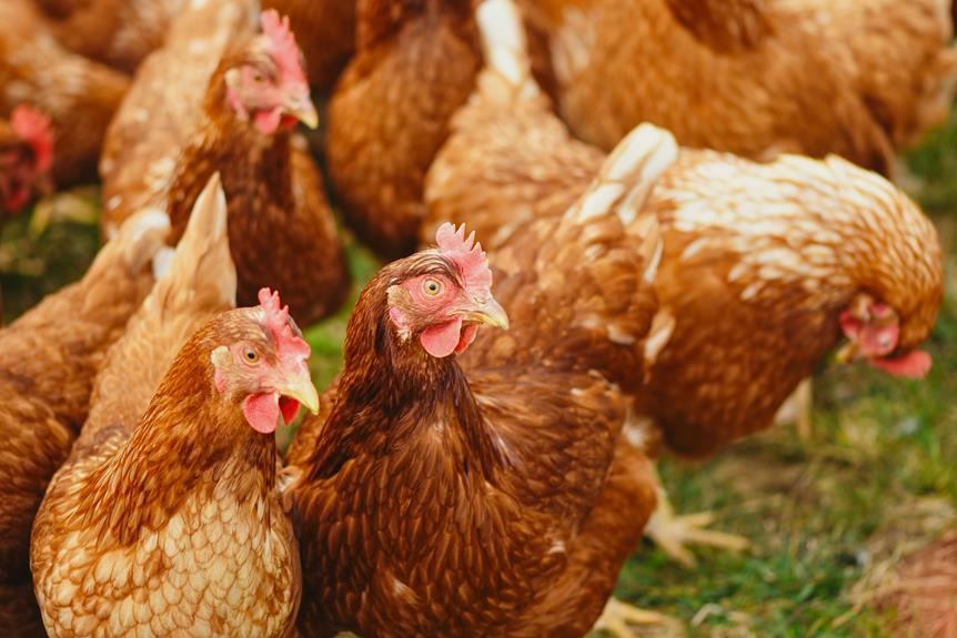 chickens and flies problem