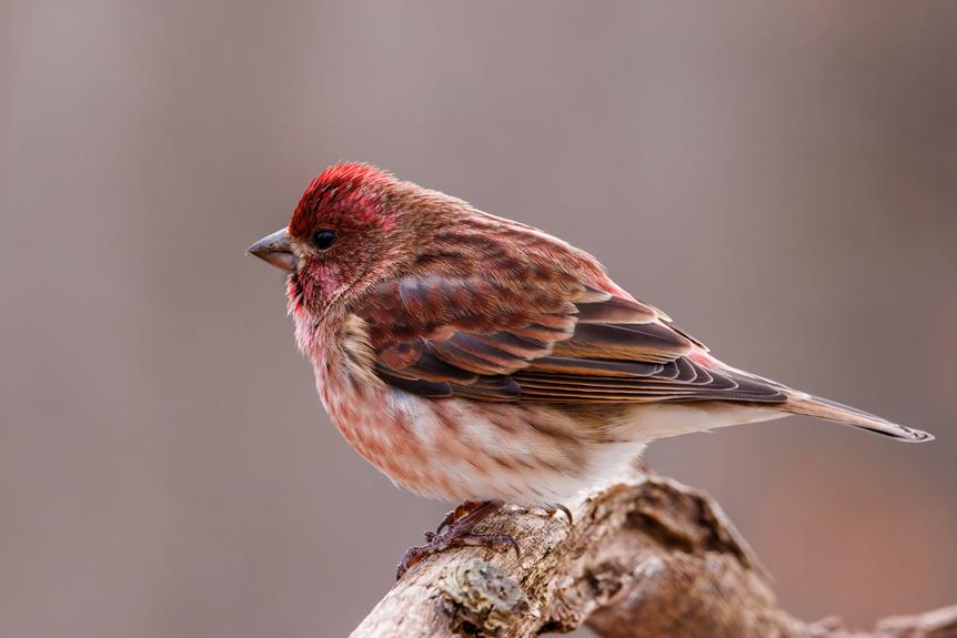 colorful bird with song