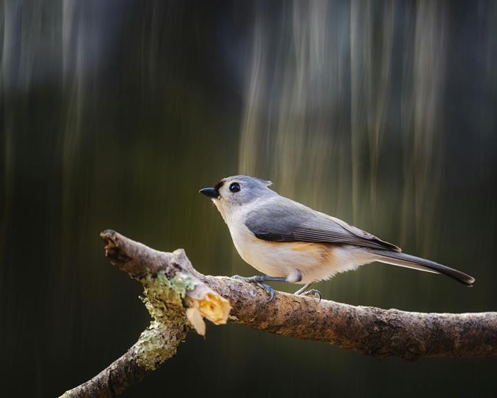 crested gray bird species