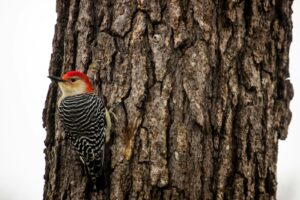 black and white bird on brown tree trunk