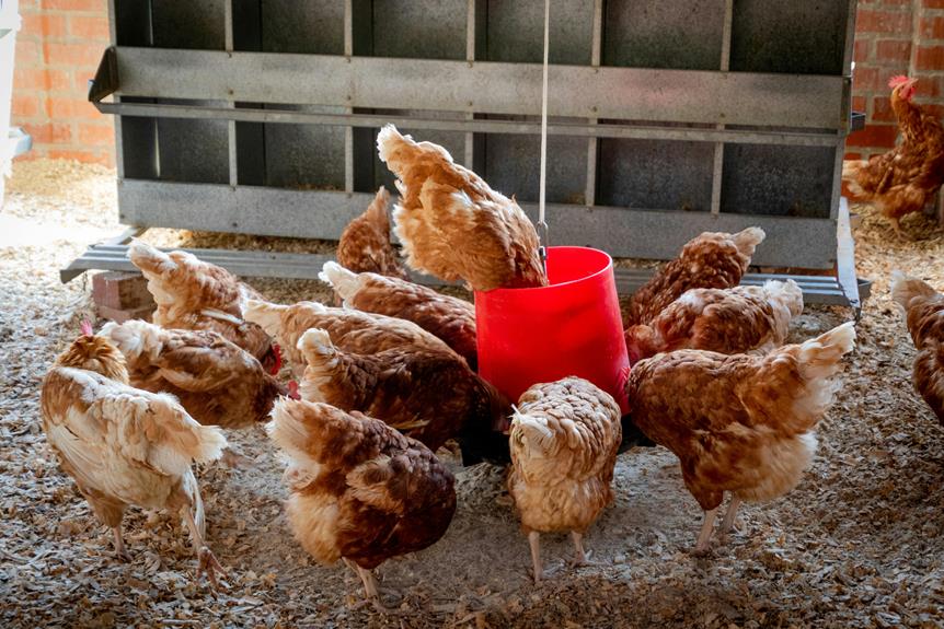 goldenrod and chickens diet