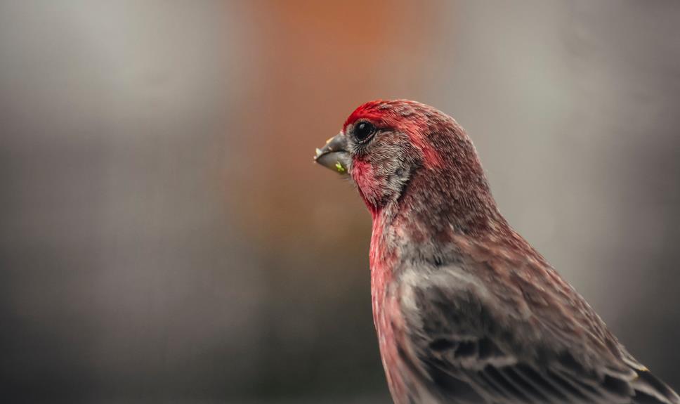 house finch characteristics described