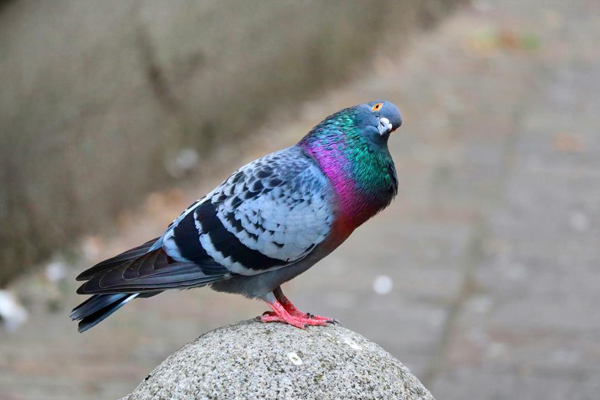 Funny Bird Names