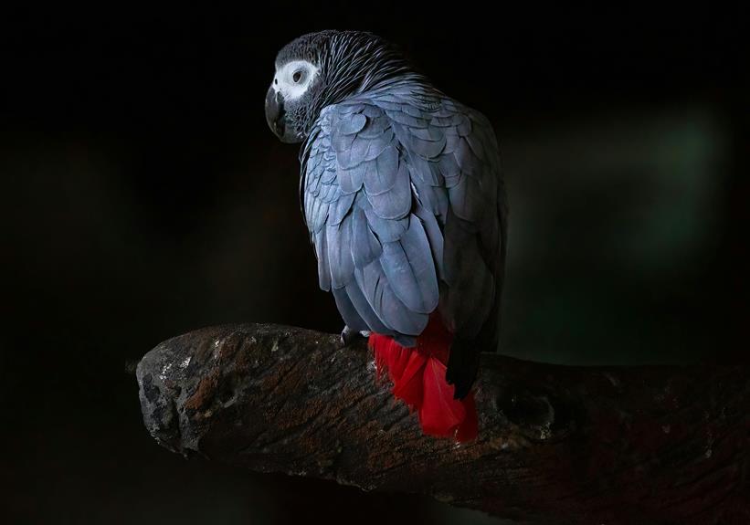 identifying birds through observation