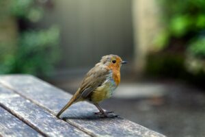 grey and white bird