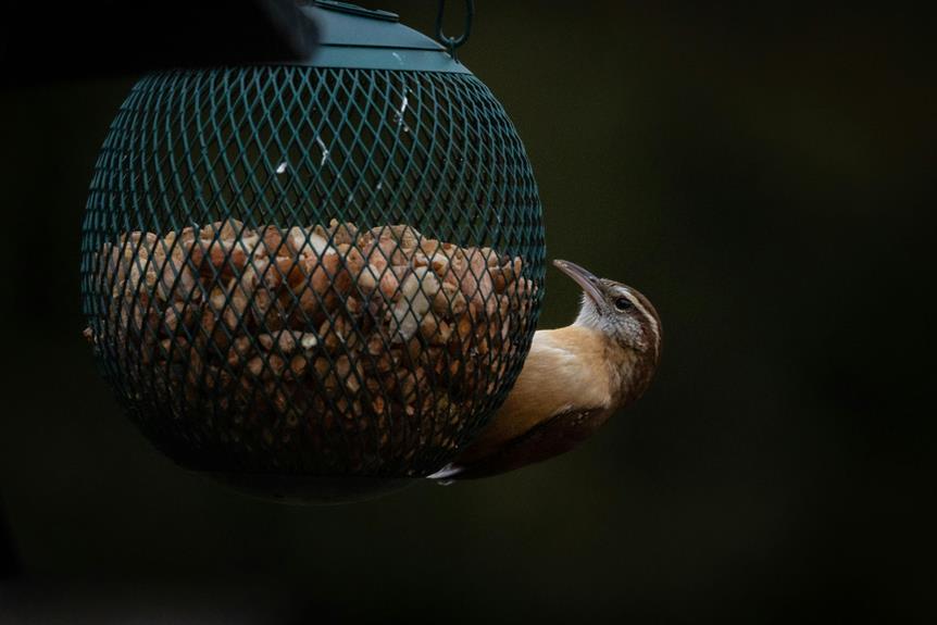 prevent bird feeder contamination