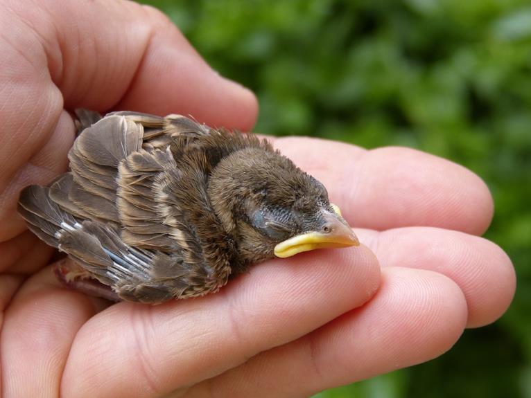 How To Make A Baby Chick Stop Chirping?