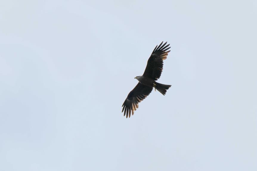 rare bird discovery made