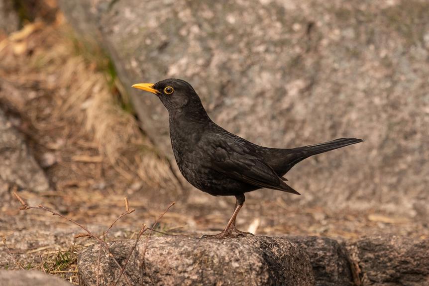 red winged black bird species