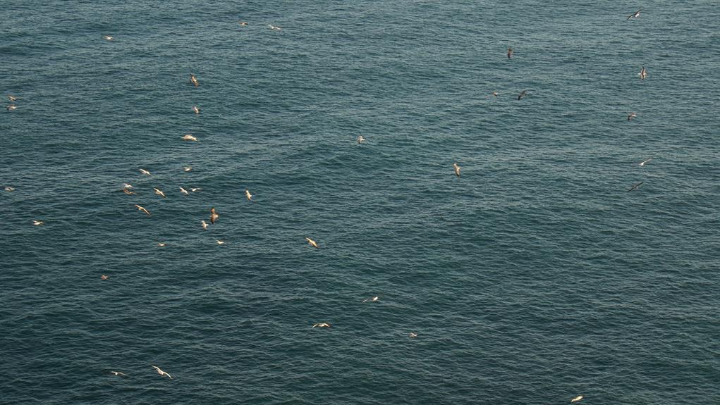seagulls circling above unexpectedly