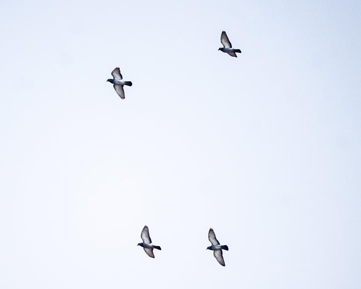 seasonal journey of birds