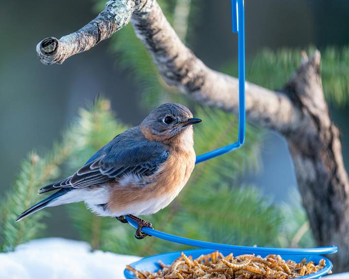 small bird seed feeding