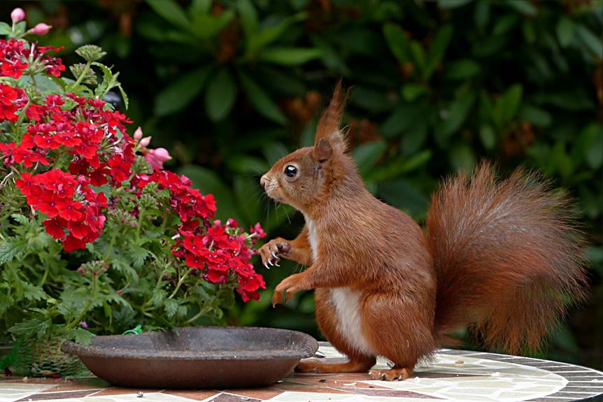 Do Squirrels Eat Birds?