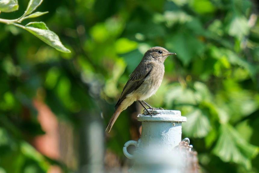 tiny brown wren species