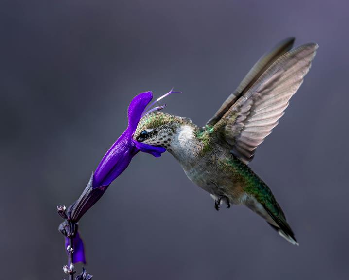 How To Attract Hummingbirds?