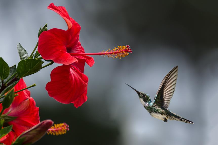 vibrant allen s hummingbird species