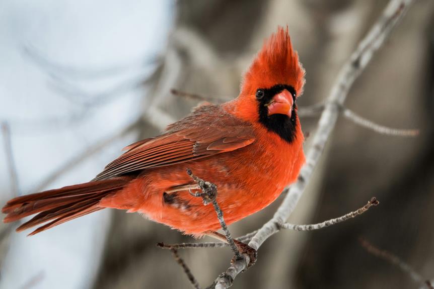 vibrant red with crest