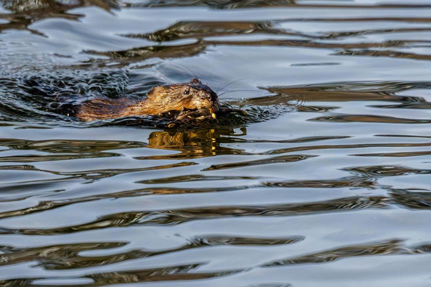 Ways To Add Water For Wildlife To Your Yard