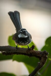 black and white bird on brown tree branch