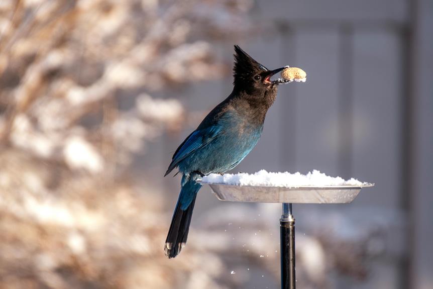winter bird feeding guide