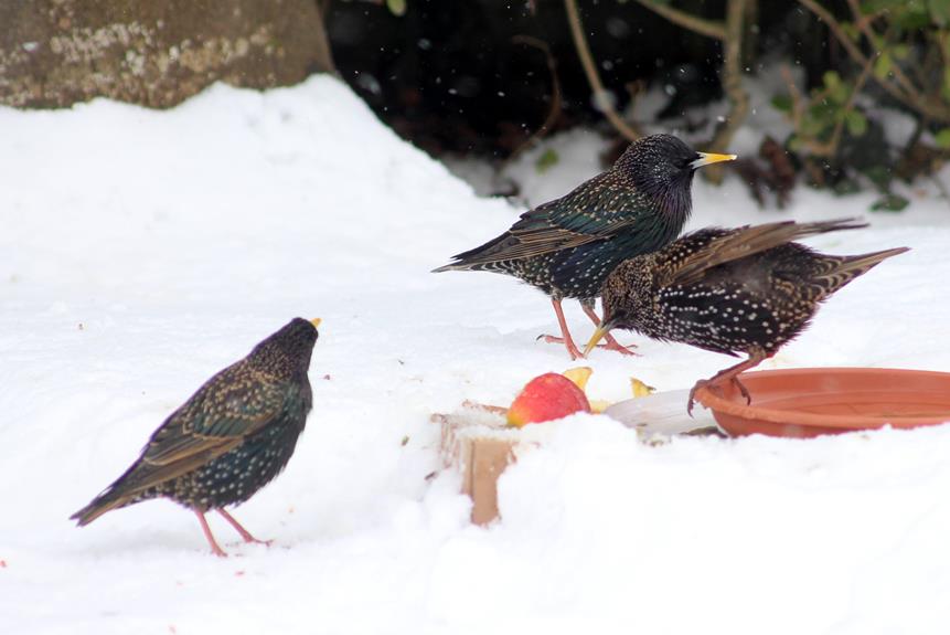 winter bird feeding habits