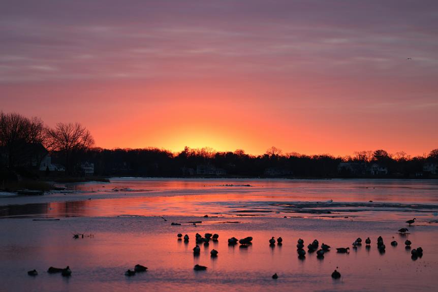 winter bird watching ideas